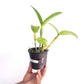 Cattleya Netrasiri Beauty x Yen Red Face - BS