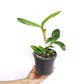 Cattleya (Ctt) River Kwai Floating Orchid Plant -BS