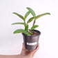 Cattleya Ratsima Spot Orchid Plant - BS