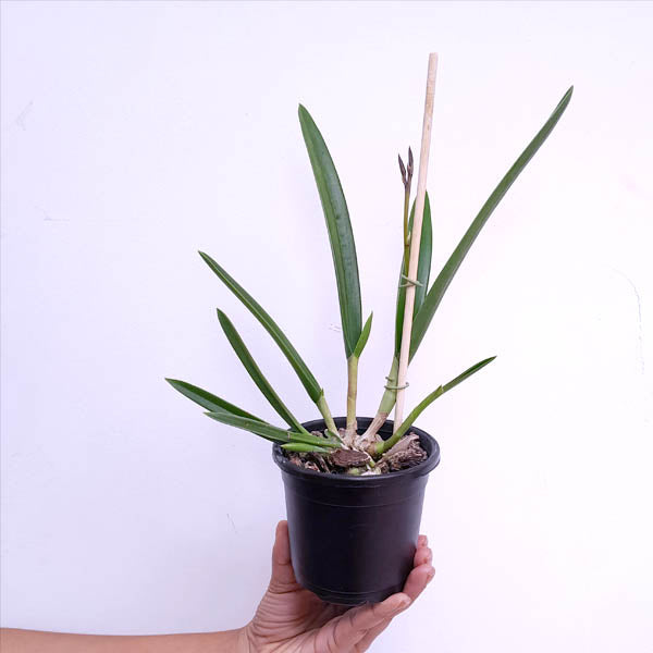 Cattleya (Bl.) Yellow Bird Orchid Plant - BS