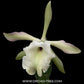 Cattleya glauca sp. Orchid Plant -NBS