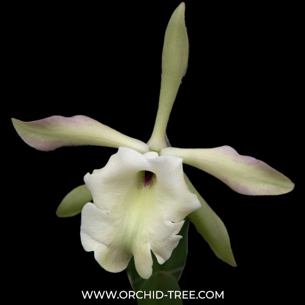 Cattleya glauca sp. Orchid Plant -NBS
