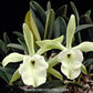 Cattleya glauca sp. Orchid Plant -NBS