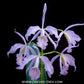 Cattleya maxima var. coerulea sp. Orchid Plant - MS
