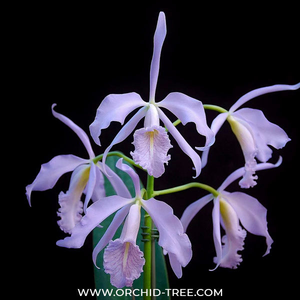 Cattleya maxima var. coerulea sp. - MS