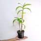 Dendrobium Caesar Green Orchid - BS