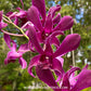 Dendrobium Ceasar Red Orchid Plant - BS