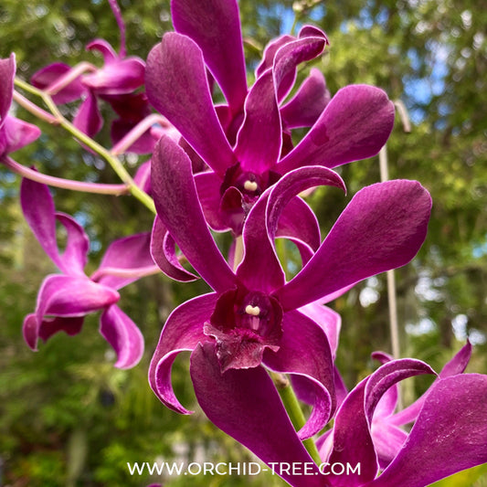 Dendrobium Ceasar Red Orchid Plant - BS