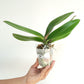 Phalaenopsis Chain Red Jewel Orchid Plant - FF