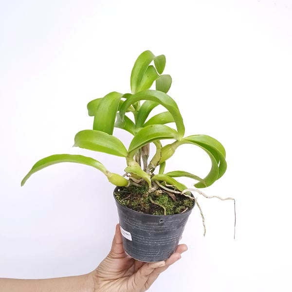 Cattleya (Caulocattleya) Chantilly Lace Orchid Plant - BS