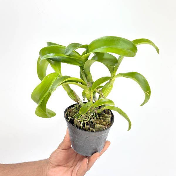 Cattleya (Caulocattleya) Chantilly Lace Orchid Plant - BS