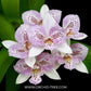 Cattleya (Caulocattleya) Chantilly Lace Orchid Plant - BS