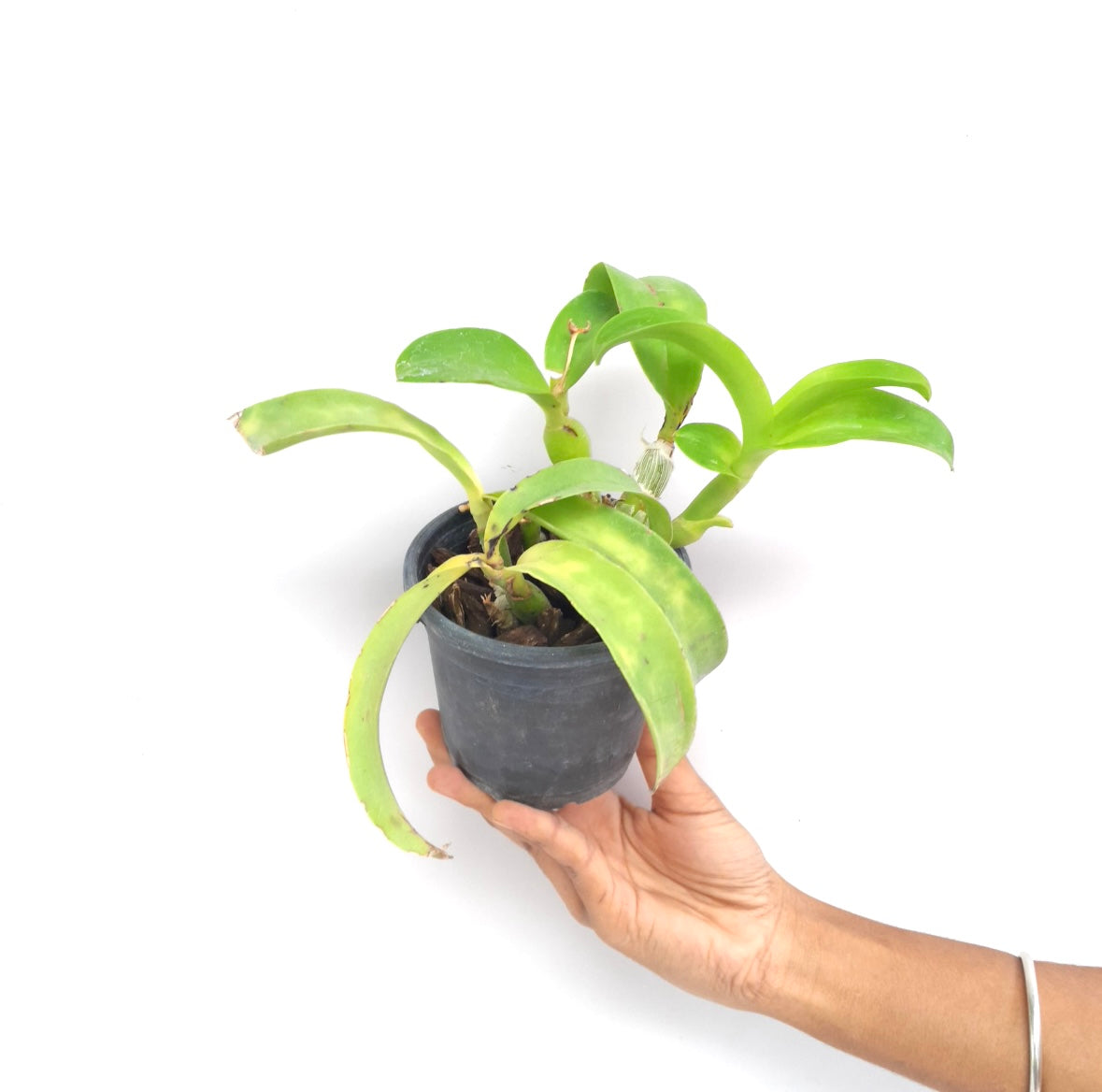 Cattleya (Caulocattleya) Chantilly Lace Orchid Plant - FF