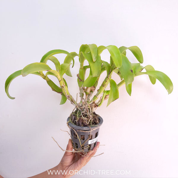 Cattleya (Caulocattleya) Chantilly Lace Orchid Plant - BS