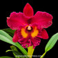 Cattleya (Rlc.) Chao Praya Red - BS