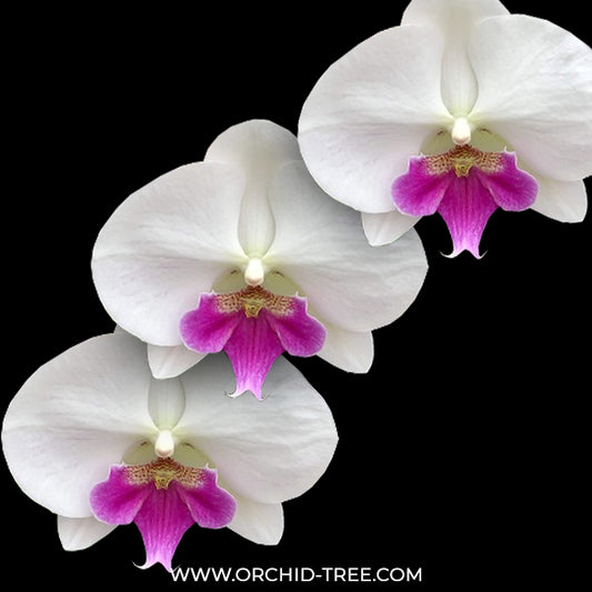 Phalaenopsis Charming Crystal Ball Orchid Plant - BS