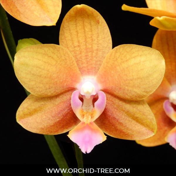 Phalaenopsis Charming Little Gold Orchid plant - FF