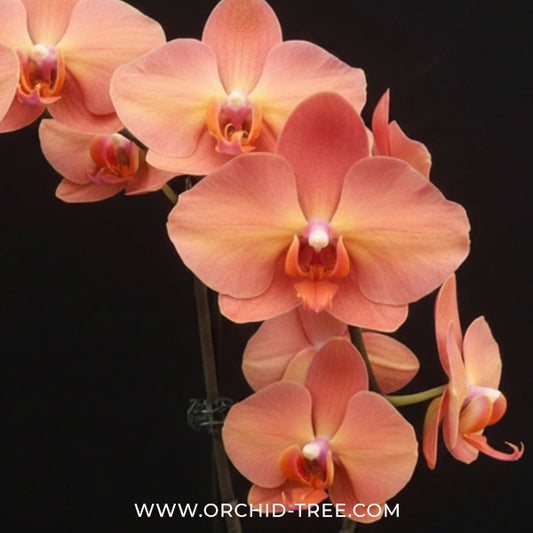 Phalaenopsis Charming Flamingo Orchid Plant - FF