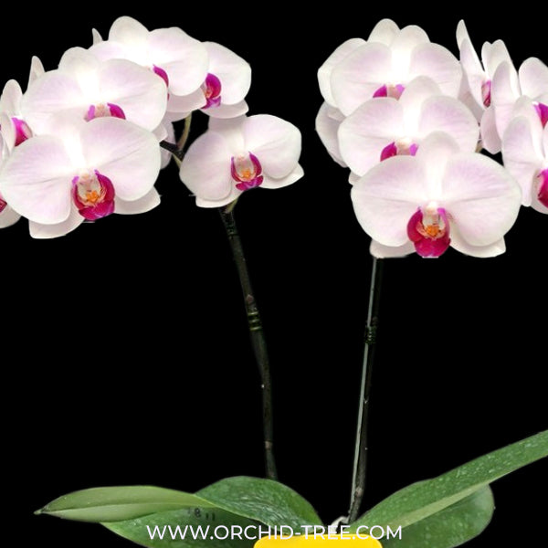Phalaenopsis Charming Gem Stripes Orchid Plant - FF