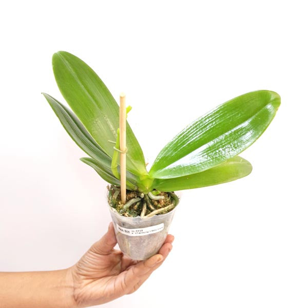 Phalaenopsis Charming Little Gold Orchid plant - FF
