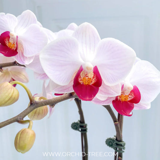 Phalaenopsis Charming Gem Stripes Orchid Plant - FF