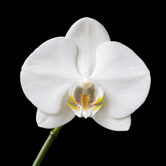 Phalaenopsis Kingcar Prince KC Orchid Plant - FF - Buy Orchids Plants Online by Orchid-Tree.com