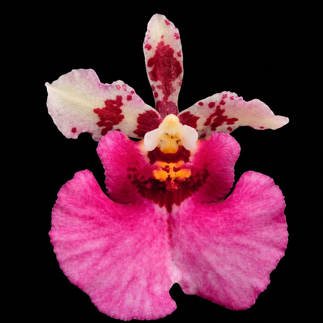 Tolumnia Jairak Rainbow 'Hot Pink' Orchid plant - BS