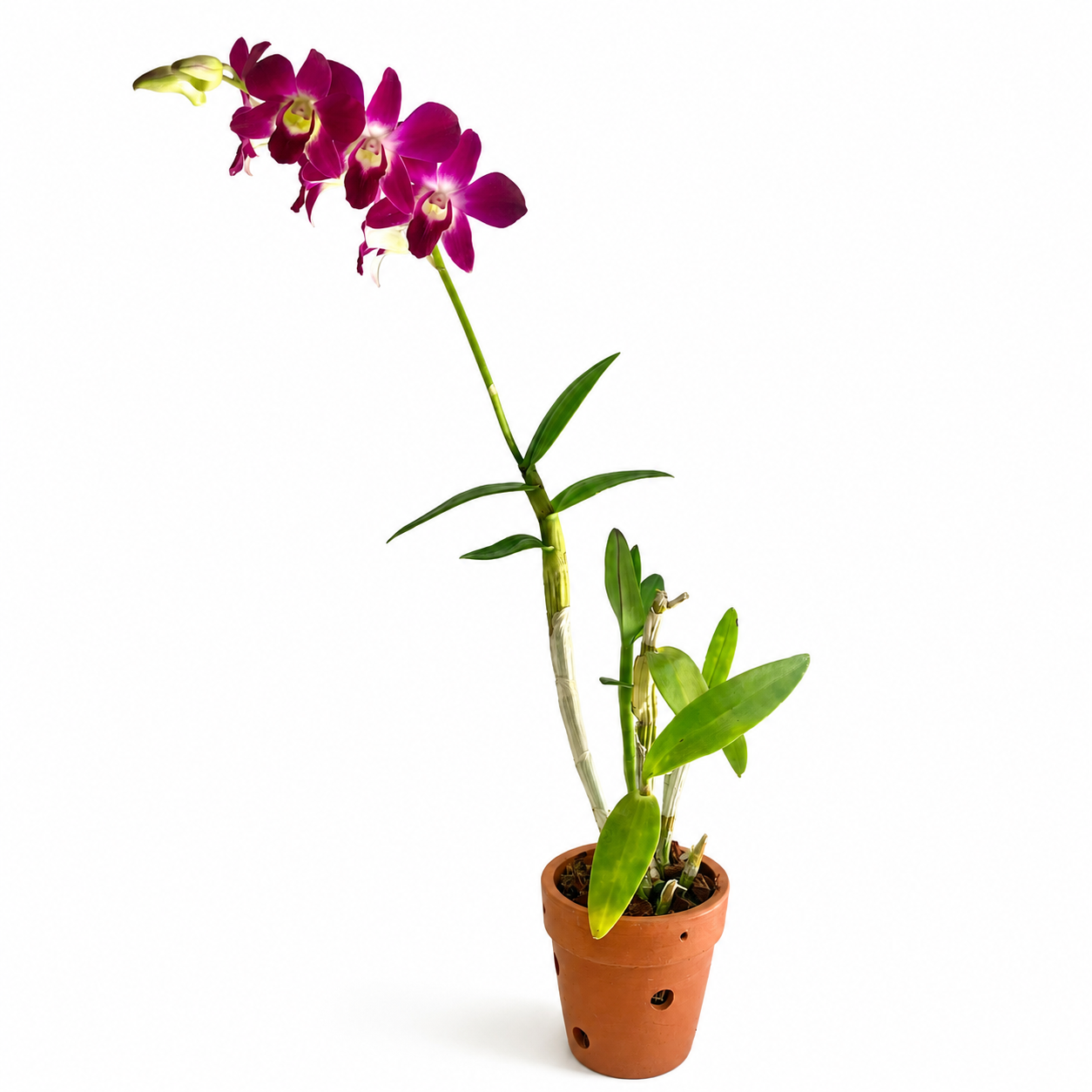 Beginner Orchid Kit With Terracotta Pot - BS