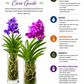 Vanda Siriporn Pink Pracha Orchid Plant -BS