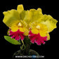 Cattleya Chaweewan Delight Orchid Plant - BS