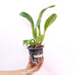 Cattleya Chaweewan Delight Orchid Plant - BS