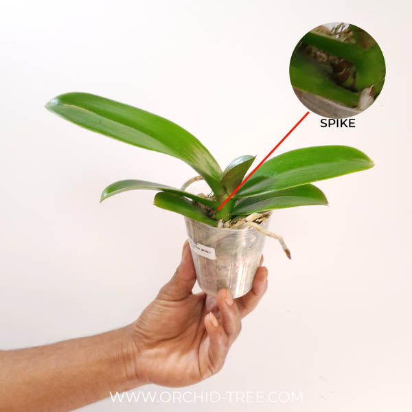 Phalaenopsis Lianher Golden Cheese Orchid Plant - FF (Emerging spike)