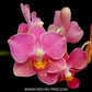 Phalaenopsis Younghome Chic Peach (Miniature Orchid Plant ) - FF