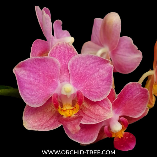 Phalaenopsis Younghome Chic Peach (Miniature Orchid Plant ) - FF