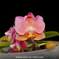 Phalaenopsis Younghome Chic Peach (Miniature Orchid Plant ) - FF