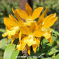 Cattleya Chocolate Drops Chiffon Yellow Orchid Plant - BS