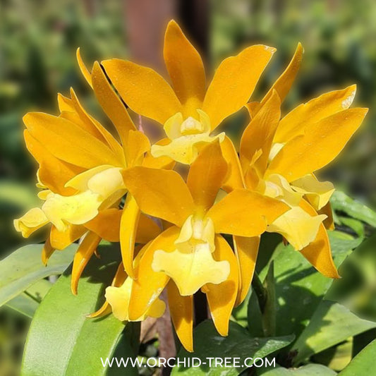 Cattleya Chocolate Drops Chiffon Yellow Orchid Plant - BS