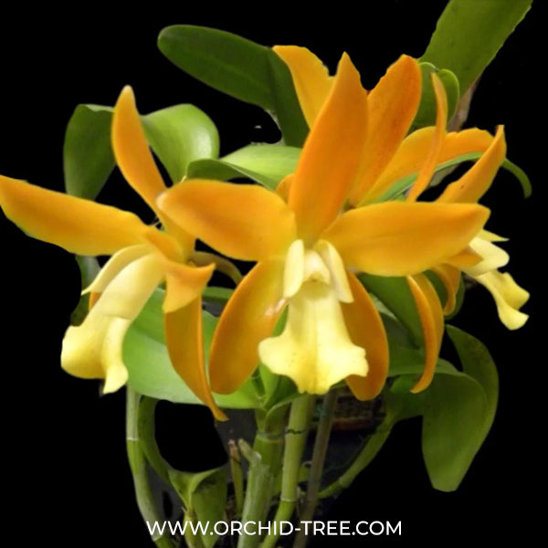 Cattleya Chocolate Drops Chiffon Yellow Orchid Plant - BS