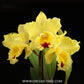 Cattleya (Blc.) Goldenzelle 'Lemon Chiffon' AM/AOS Orchid Plant - BS