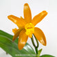 Cattleya Chocolate Drops Chiffon Yellow Orchid Plant - BS