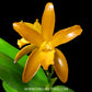Cattleya Chocolate Drops Chiffon Yellow Orchid Plant - BS