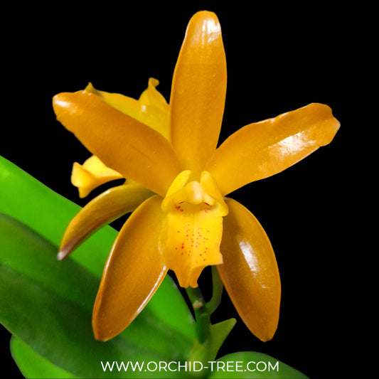 Cattleya Chocolate Drops Chiffon Yellow Orchid Plant - BS