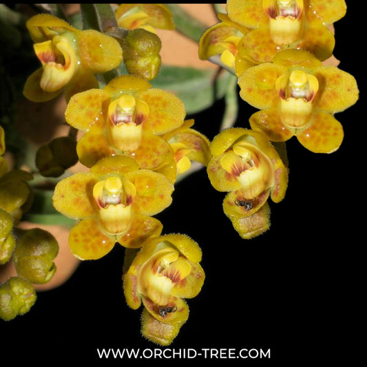 Chiloschista nakornpanomensis sp. Orchid Plant - BS
