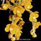 Chiloschista nakornpanomensis sp. Orchid Plant - FF
