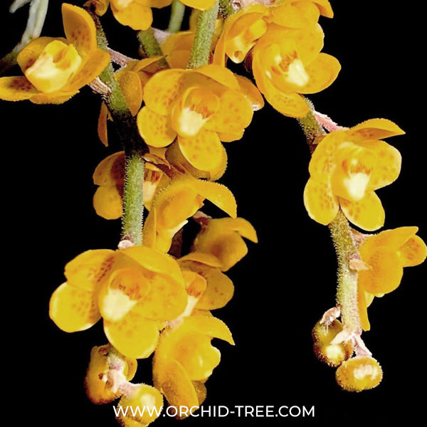 Chiloschista nakornpanomensis sp. Orchid Plant - BS