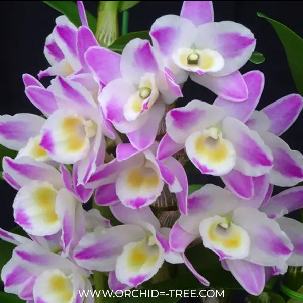 Dendrobium China Dream 'Crystal' Orchid Plant - FF