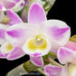 Dendrobium China Dream 'Crystal' Orchid Plant - FF