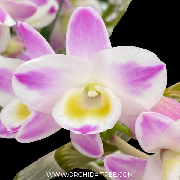 Dendrobium China Dream 'Crystal' Orchid Plant - FF
