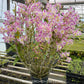 Dendrobium China Dream 'Crystal' Orchid Plant - FF