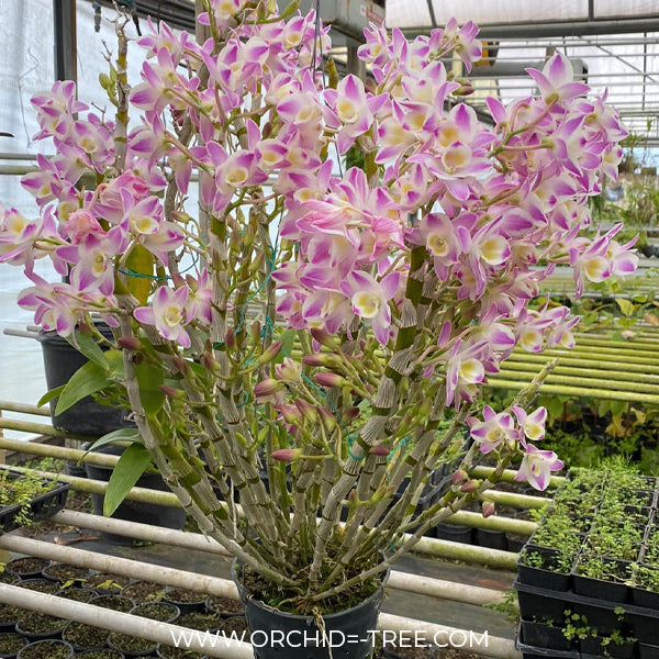Dendrobium China Dream 'Crystal' Orchid Plant - FF